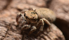 Habronattus clypeatus