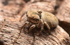 Habronattus clypeatus