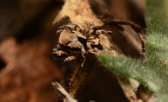 Habronattus clypeatus