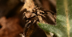 Habronattus clypeatus
