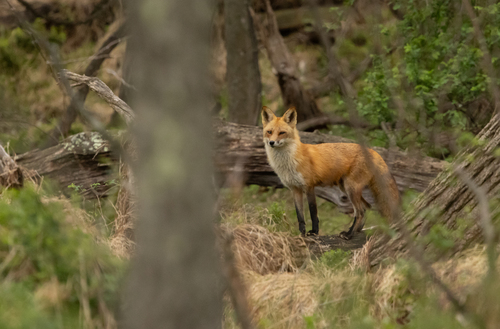 Red Fox observed by keithleonar