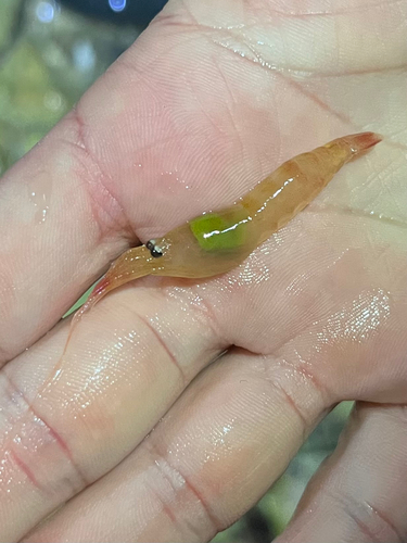Nika Shrimp