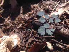 Thalictrum thalictroides