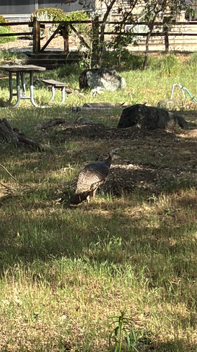 iNaturalist observation photo of Wild Turkey