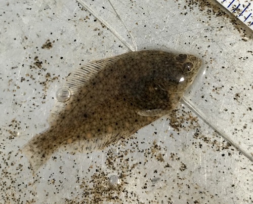 English Sole