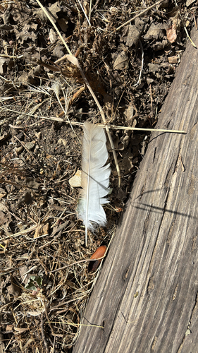 iNaturalist observation photo of American Barn Owl