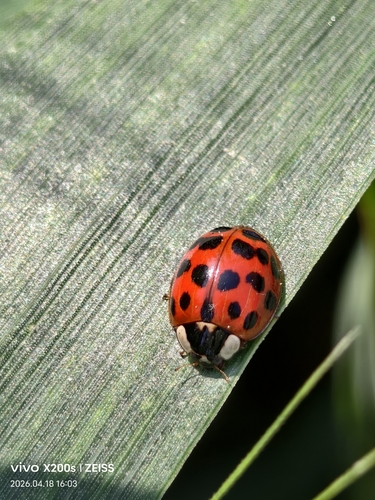 Asian Lady Beetle