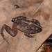 Coastal Plain Litter Frog - Photo (c) 
Maciej Pabijan, some rights reserved (CC BY-SA)