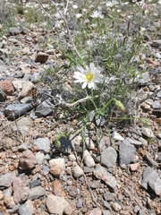 Calycoseris wrightii