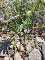 Calycoseris wrightii