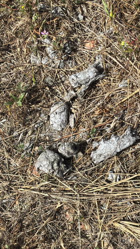 iNaturalist observation photo of Small Cats