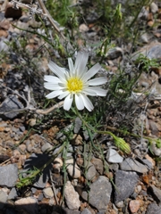 Calycoseris wrightii