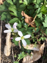 Cardamine douglassii