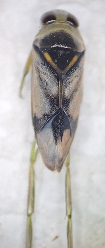 Notonecta unifasciata