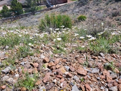 Calycoseris wrightii