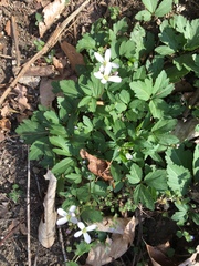 Cardamine douglassii