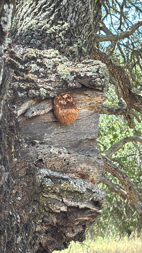 iNaturalist observation photo of lion's-mane mushroom