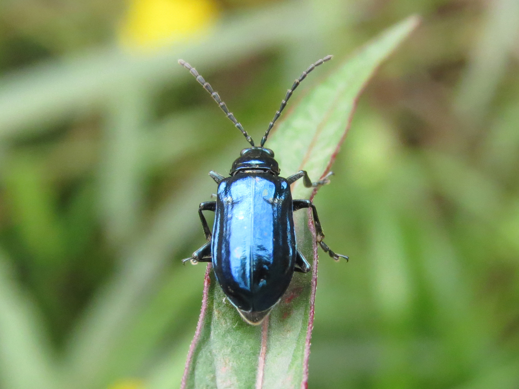 Macrohaltica