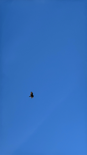 iNaturalist observation photo of Turkey Vulture
