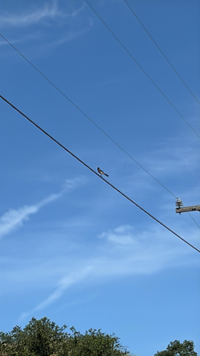 iNaturalist observation photo of Birds