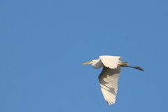 Ardea alba