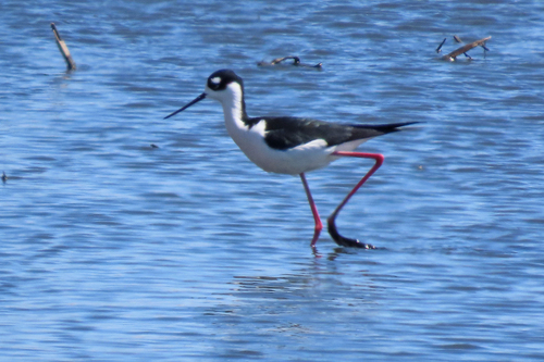 Black-necked Stilt