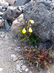 Calceolaria biflora