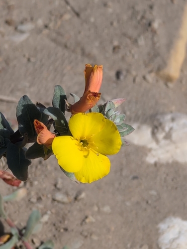 iNaturalist observation photo of evening primrose family