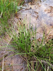 Eleocharis acutisquamata