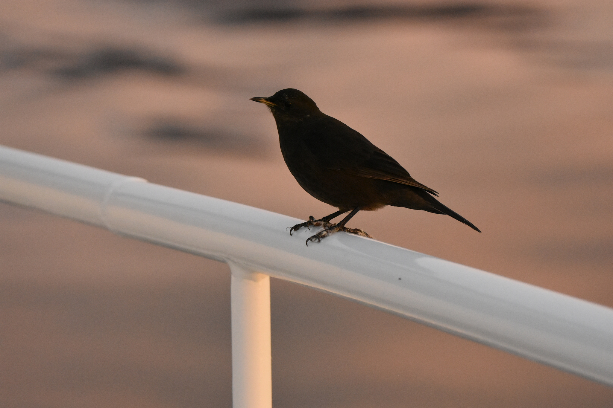 Blackish Cinclodes (Cinclodes antarcticus), photo 9