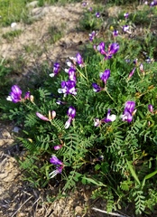 Astragalus lindheimeri