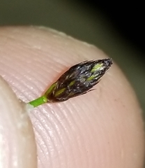 Eleocharis acutisquamata