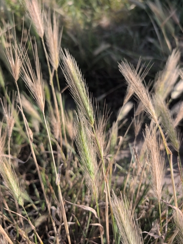 iNaturalist observation photo of Barleys