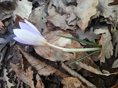 Crocus etruscus