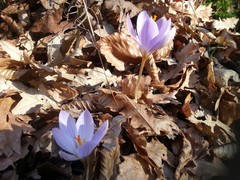 Crocus etruscus