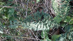 Myriopteris chipinquensis