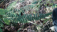 Myriopteris chipinquensis