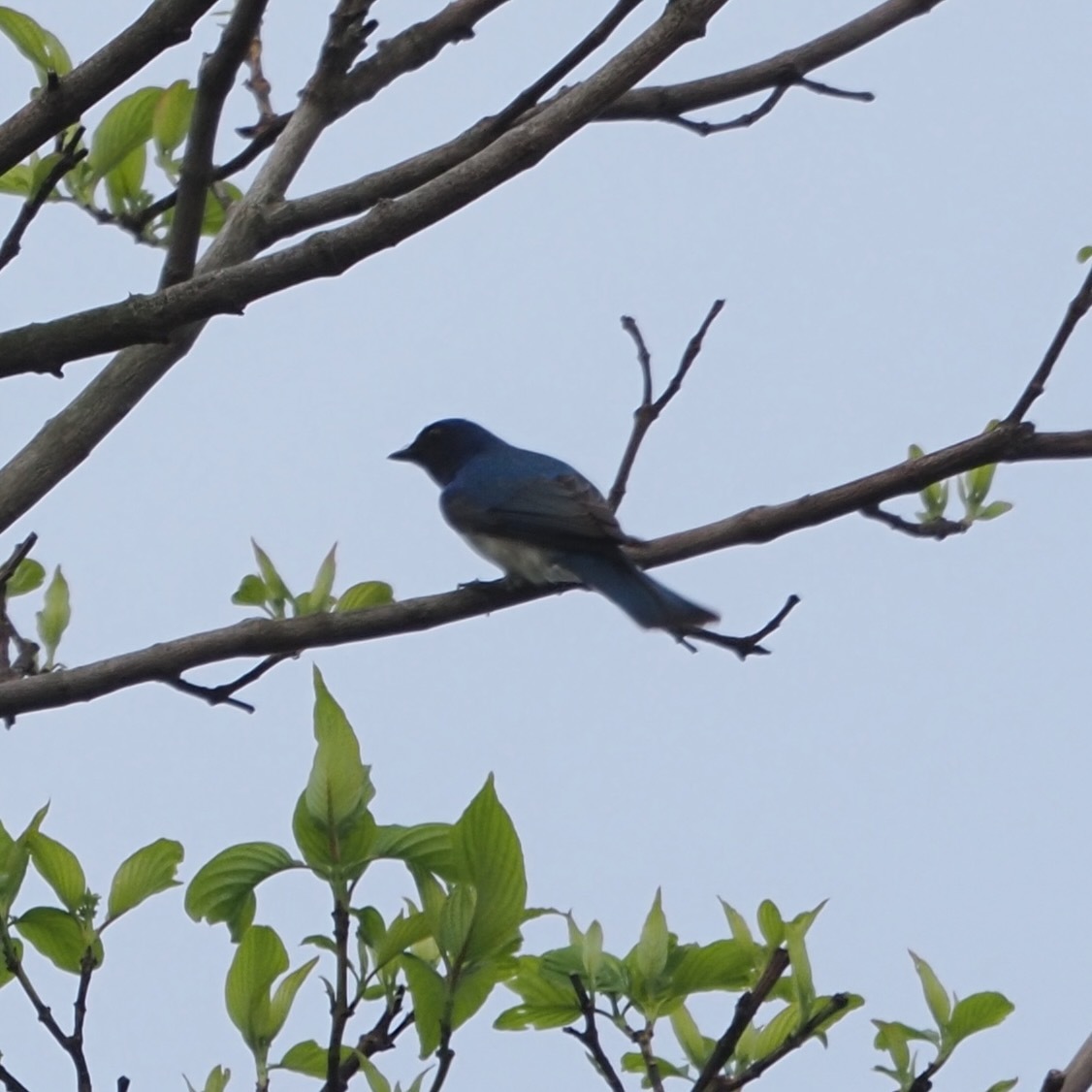 Blue-and-white Flycatcher (Cyanoptila cyanomelana), photo 6