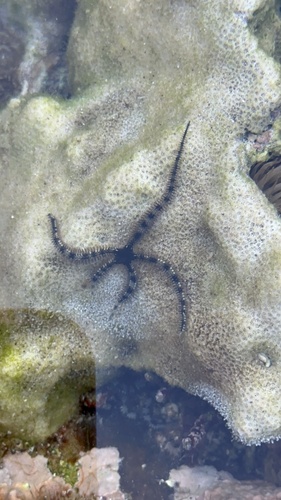 Ophiocomella observed 2026-04-18
