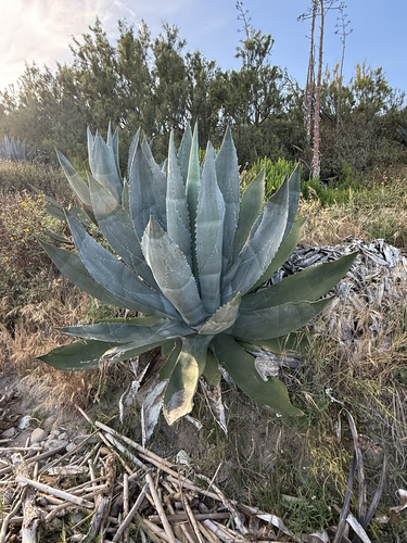 iNaturalist observation photo of American century plant