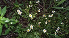 Chaetopappa bellidifolia
