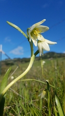 Fritillaria liliacea