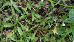 Chaetopappa bellidifolia