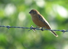 Sporophila ruficollis