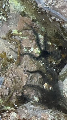 Ophiocomella observed 2026-04-18
