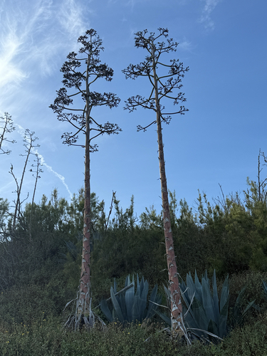 iNaturalist observation photo of American century plant