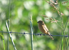 Sporophila ruficollis