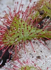 Drosera brevifolia image