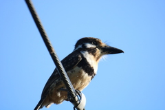 Hypnelus ruficollis
