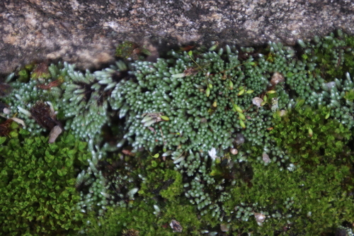 Bryum argenteum image